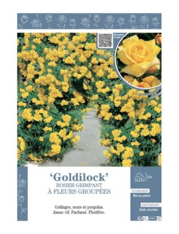 ROSIER GRIMPANT à FLEURS GROUPEES GOLDILOCK