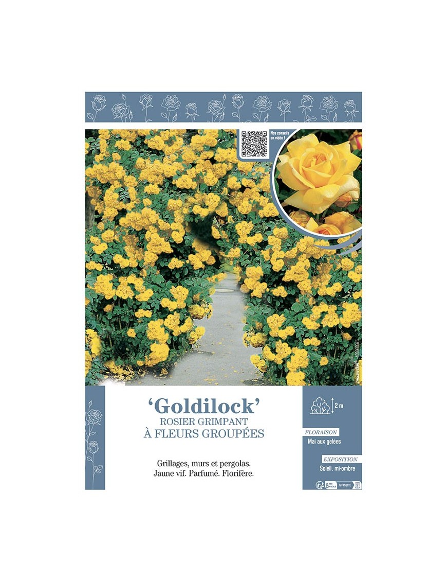 ROSIER GRIMPANT à FLEURS GROUPEES GOLDILOCK