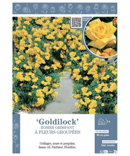 ROSIER GRIMPANT à FLEURS GROUPEES GOLDILOCK