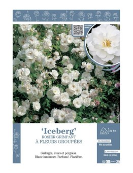 ROSIER GRIMPANT à FLEURS GROUPEES ICEBERG