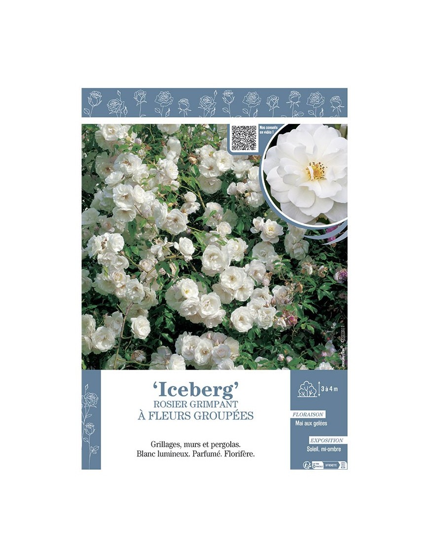 ROSIER GRIMPANT à FLEURS GROUPEES ICEBERG