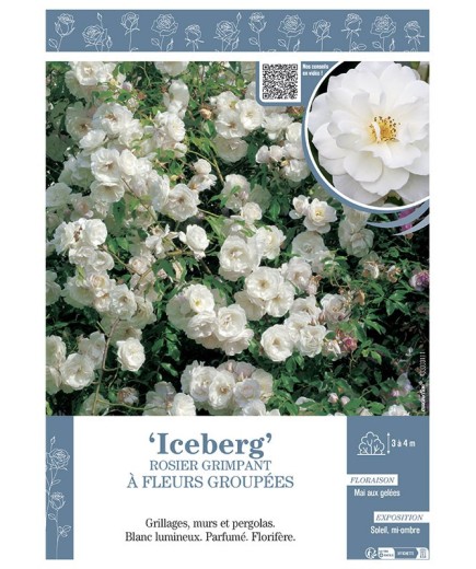 ROSIER GRIMPANT à FLEURS GROUPEES ICEBERG