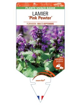 LAMIUM maculatum Pink Pewter voir Lamier