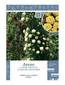 ROSIER GRIMPANT à FLEURS GROUPEES JAUNE