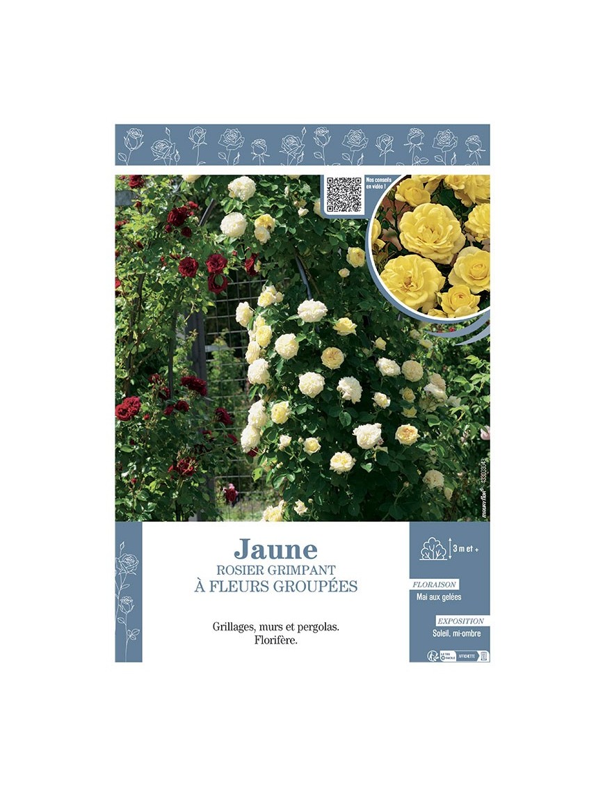 ROSIER GRIMPANT à FLEURS GROUPEES JAUNE