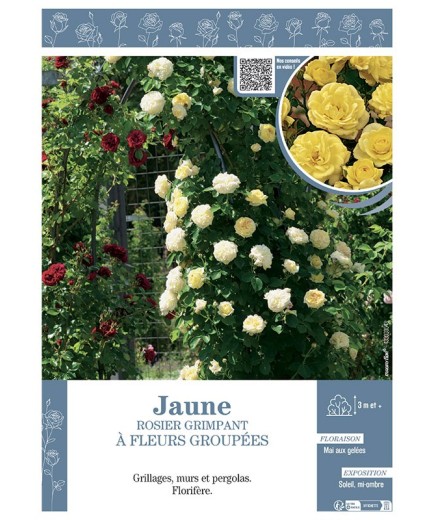 ROSIER GRIMPANT à FLEURS GROUPEES JAUNE