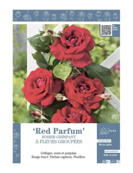 ROSIER GRIMPANT à FLEURS GROUPEES RED PARFUM