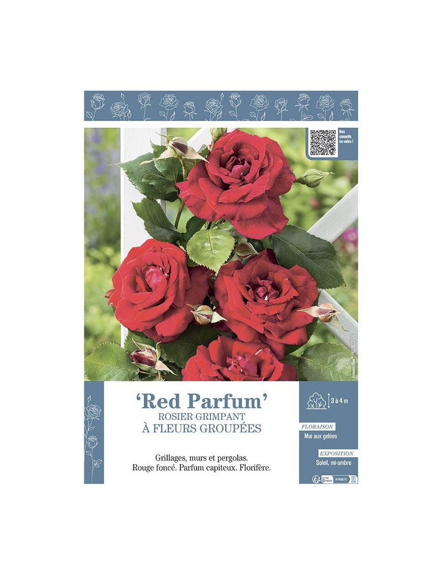 ROSIER GRIMPANT à FLEURS GROUPEES RED PARFUM