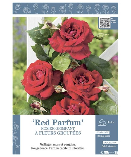 ROSIER GRIMPANT à FLEURS GROUPEES RED PARFUM