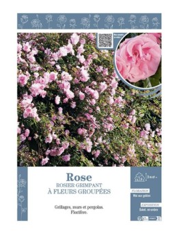 ROSIER GRIMPANT à FLEURS GROUPEES ROSE