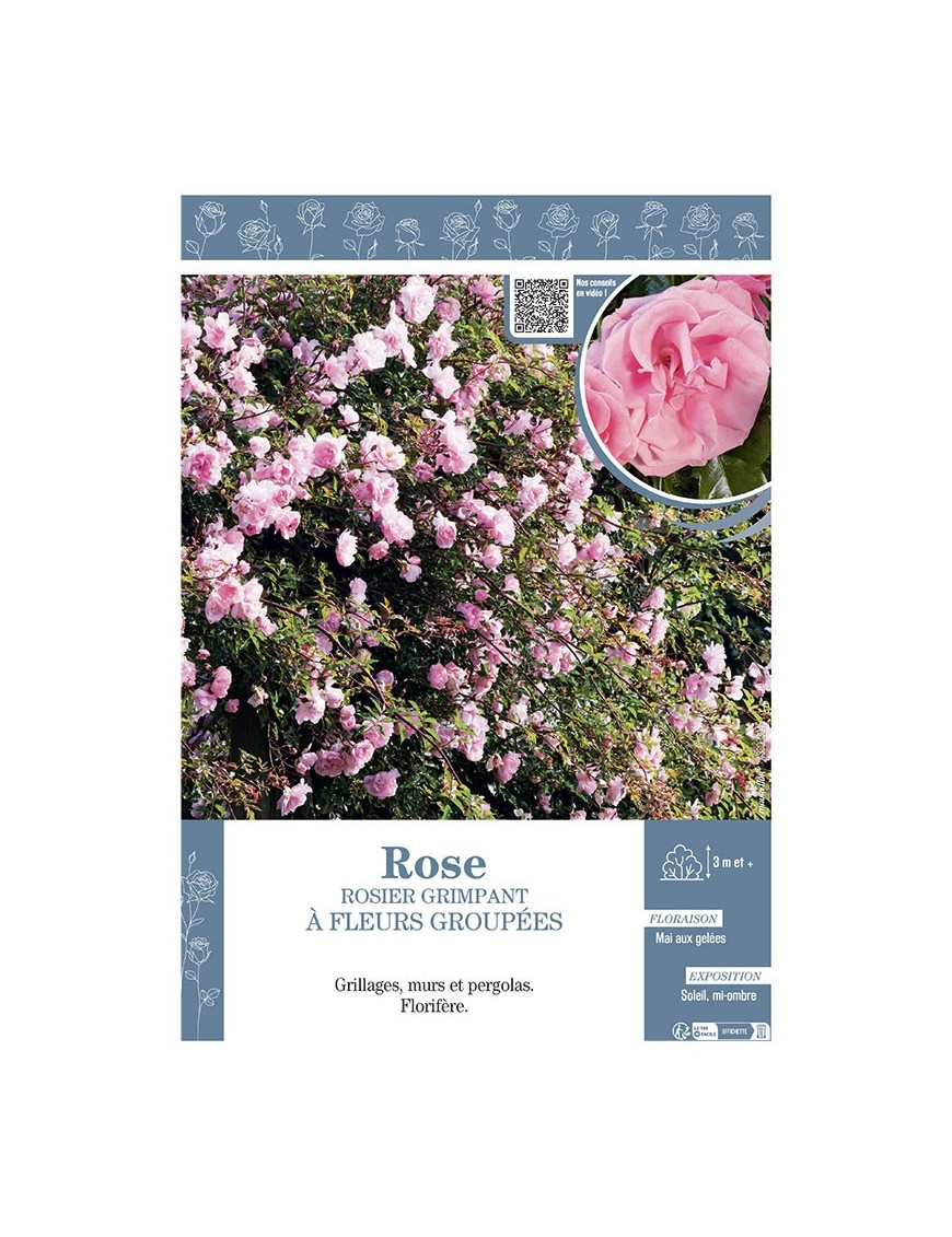 ROSIER GRIMPANT à FLEURS GROUPEES ROSE