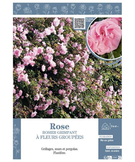ROSIER GRIMPANT à FLEURS GROUPEES ROSE