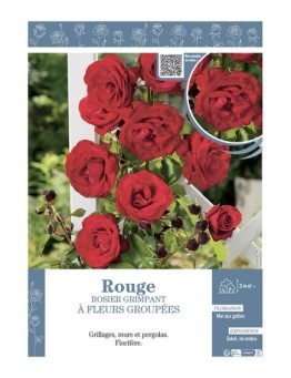 ROSIER GRIMPANT à FLEURS GROUPEES ROUGE