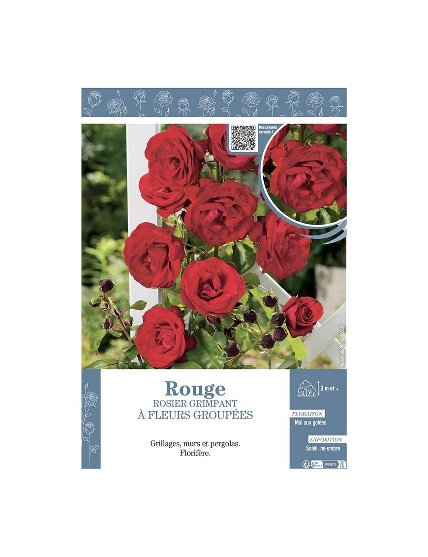 ROSIER GRIMPANT à FLEURS GROUPEES ROUGE