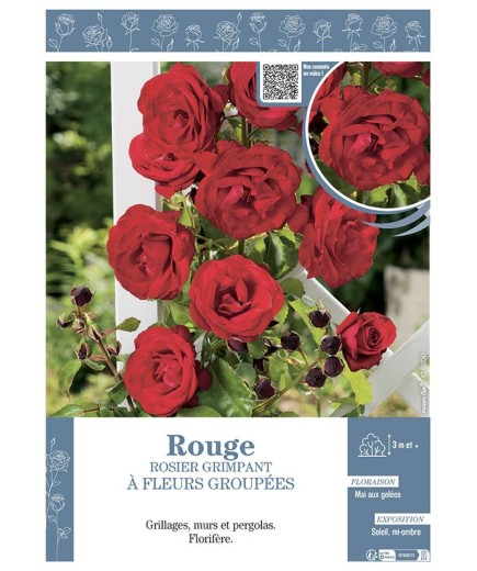 ROSIER GRIMPANT à FLEURS GROUPEES ROUGE