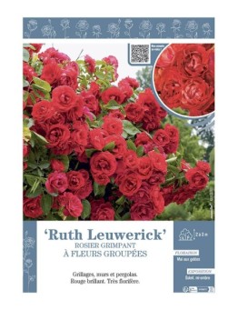 ROSIER GRIMPANT à FLEURS GROUPEES RUTH LEUWERICK