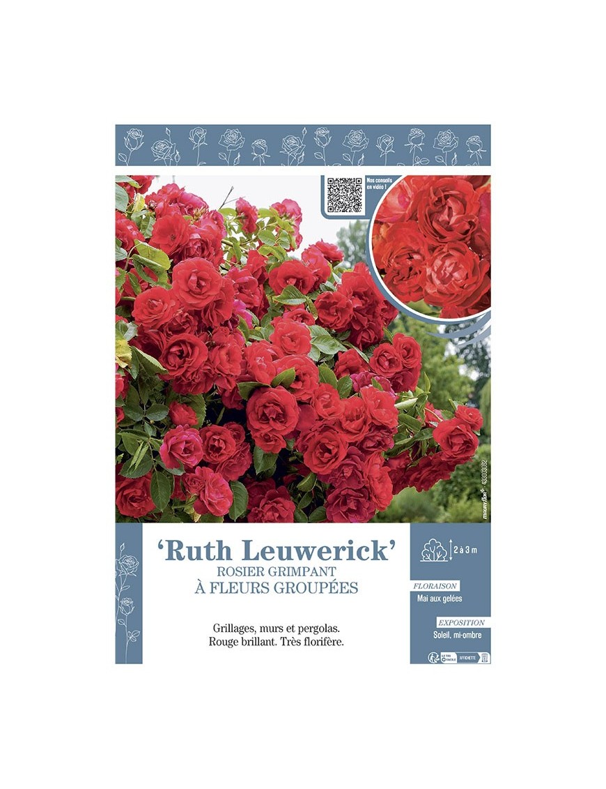 ROSIER GRIMPANT à FLEURS GROUPEES RUTH LEUWERICK
