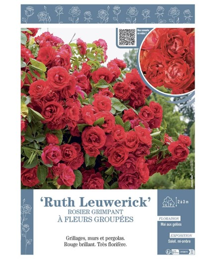 ROSIER GRIMPANT à FLEURS GROUPEES RUTH LEUWERICK