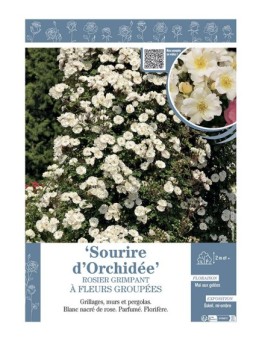 ROSIER GRIMPANT à FLEURS GROUPEES SOURiRE D'ORCHIDEE
