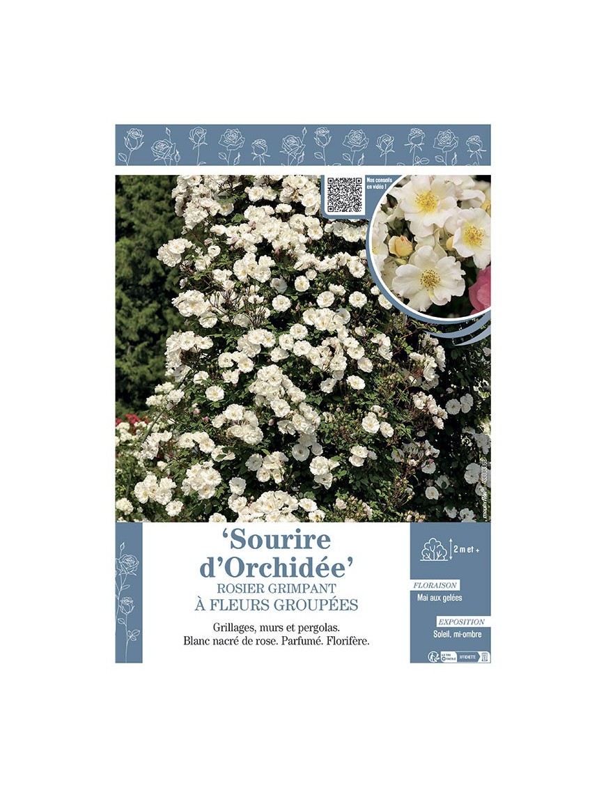 ROSIER GRIMPANT à FLEURS GROUPEES SOURiRE D'ORCHIDEE