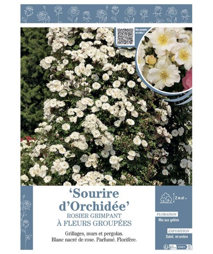 ROSIER GRIMPANT à FLEURS GROUPEES SOURiRE D'ORCHIDEE