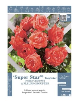 ROSIER GRIMPANT à FLEURS GROUPEES SUPER STAR® Tangostar