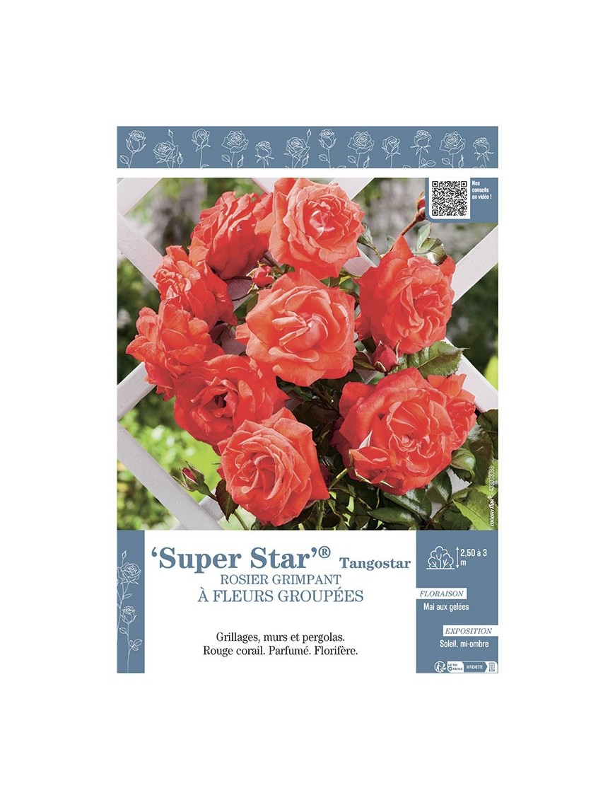 ROSIER GRIMPANT à FLEURS GROUPEES SUPER STAR® Tangostar