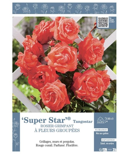 ROSIER GRIMPANT à FLEURS GROUPEES SUPER STAR® Tangostar