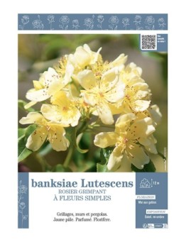 ROSIER GRIMPANT à FLEURS SIMPLES BANKSIAE LUTESCENS
