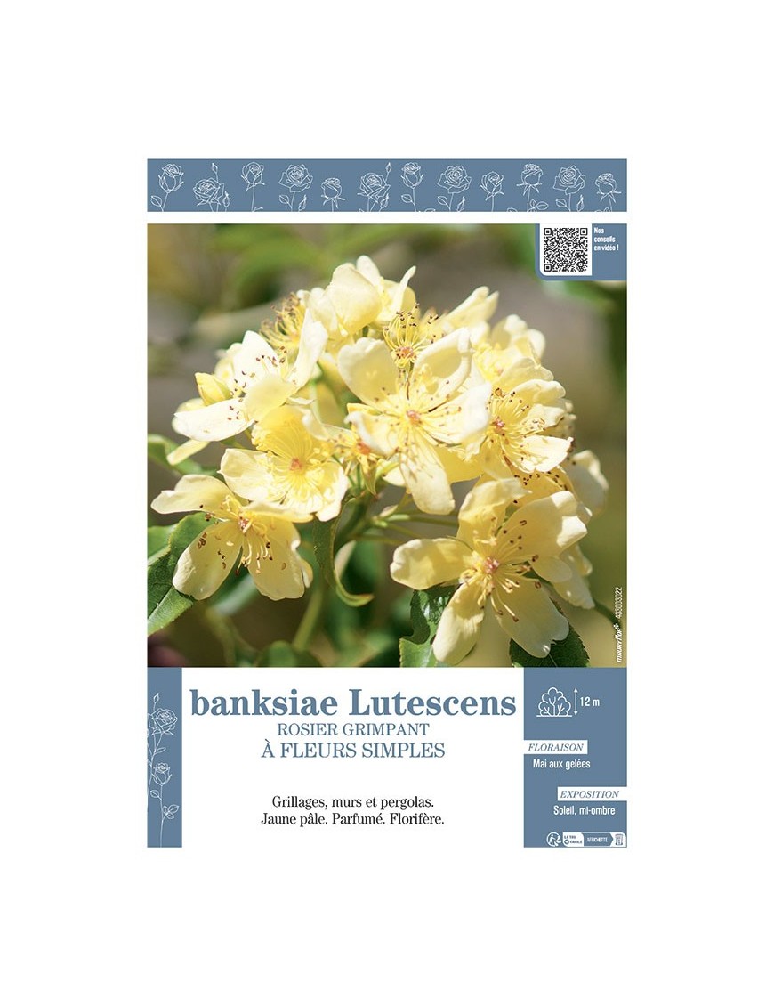 ROSIER GRIMPANT à FLEURS SIMPLES BANKSIAE LUTESCENS