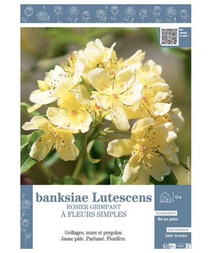ROSIER GRIMPANT à FLEURS SIMPLES BANKSIAE LUTESCENS