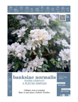ROSIER GRIMPANT à FLEURS SIMPLES BANKSIAE NORMALIS