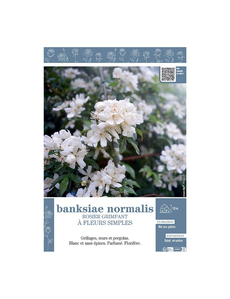 ROSIER GRIMPANT à FLEURS SIMPLES BANKSIAE NORMALIS
