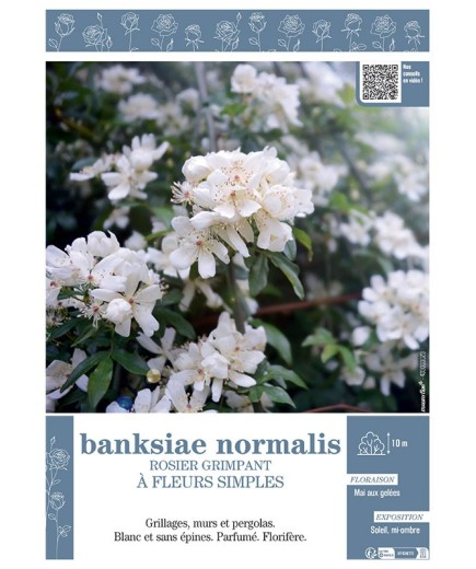 ROSIER GRIMPANT à FLEURS SIMPLES BANKSIAE NORMALIS