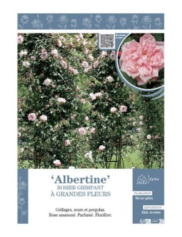ROSIER GRIMPANT à GRANDES FLEURS ALBERTINE