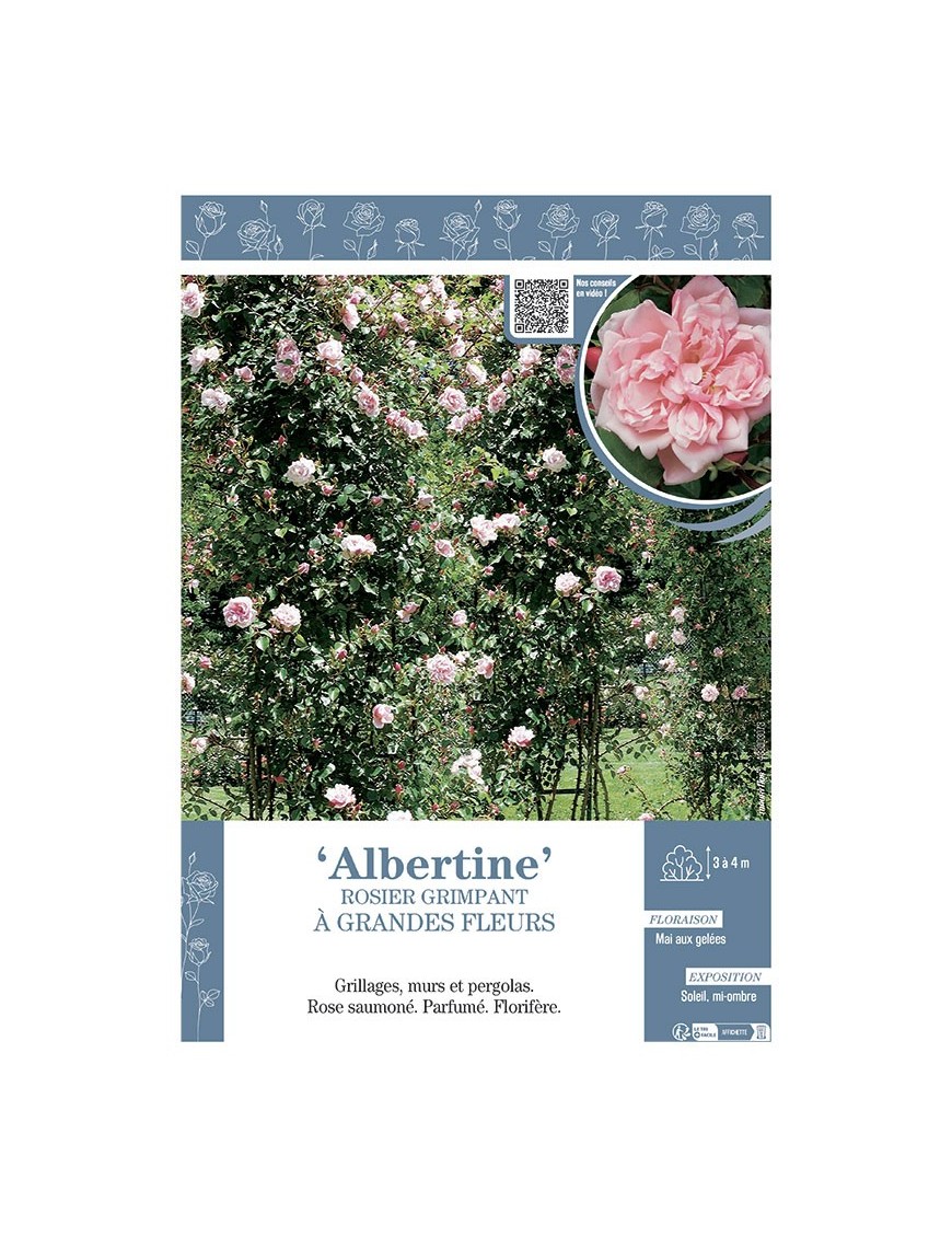 ROSIER GRIMPANT à GRANDES FLEURS ALBERTINE