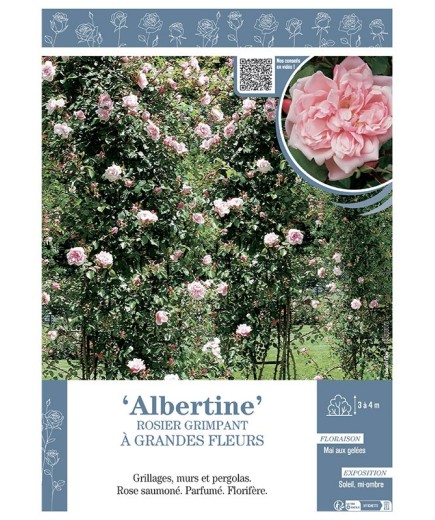 ROSIER GRIMPANT à GRANDES FLEURS ALBERTINE