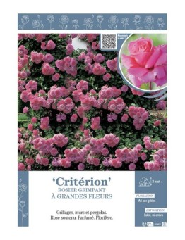 ROSIER GRIMPANT à GRANDES FLEURS CRITERION