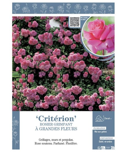 ROSIER GRIMPANT à GRANDES FLEURS CRITERION