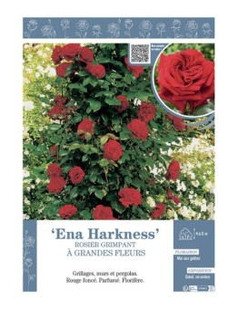ROSIER GRIMPANT à GRANDES FLEURS ENA HARKNESS