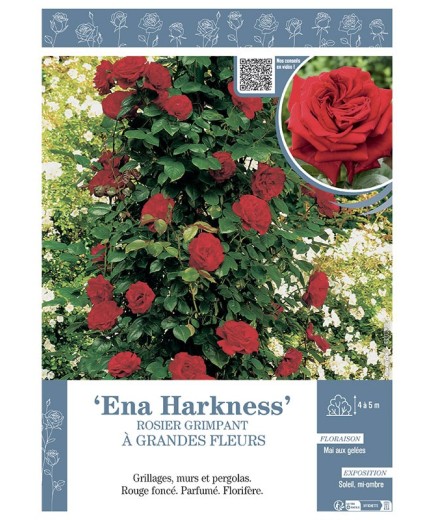 ROSIER GRIMPANT à GRANDES FLEURS ENA HARKNESS