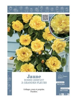 ROSIER GRIMPANT à GRANDES FLEURS JAUNE