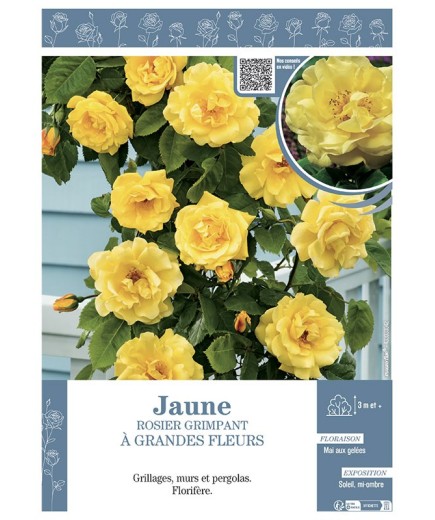 ROSIER GRIMPANT à GRANDES FLEURS JAUNE