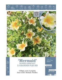 ROSIER GRIMPANT à GRANDES FLEURS MERMAID