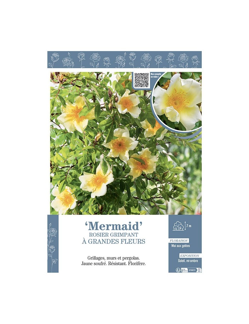 ROSIER GRIMPANT à GRANDES FLEURS MERMAID
