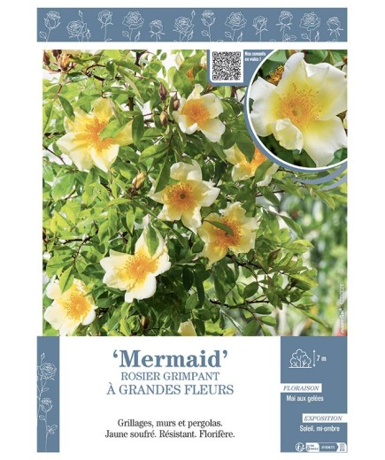 ROSIER GRIMPANT à GRANDES FLEURS MERMAID