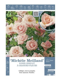 ROSIER GRIMPANT à GRANDES FLEURS MICHELE MEILLAND