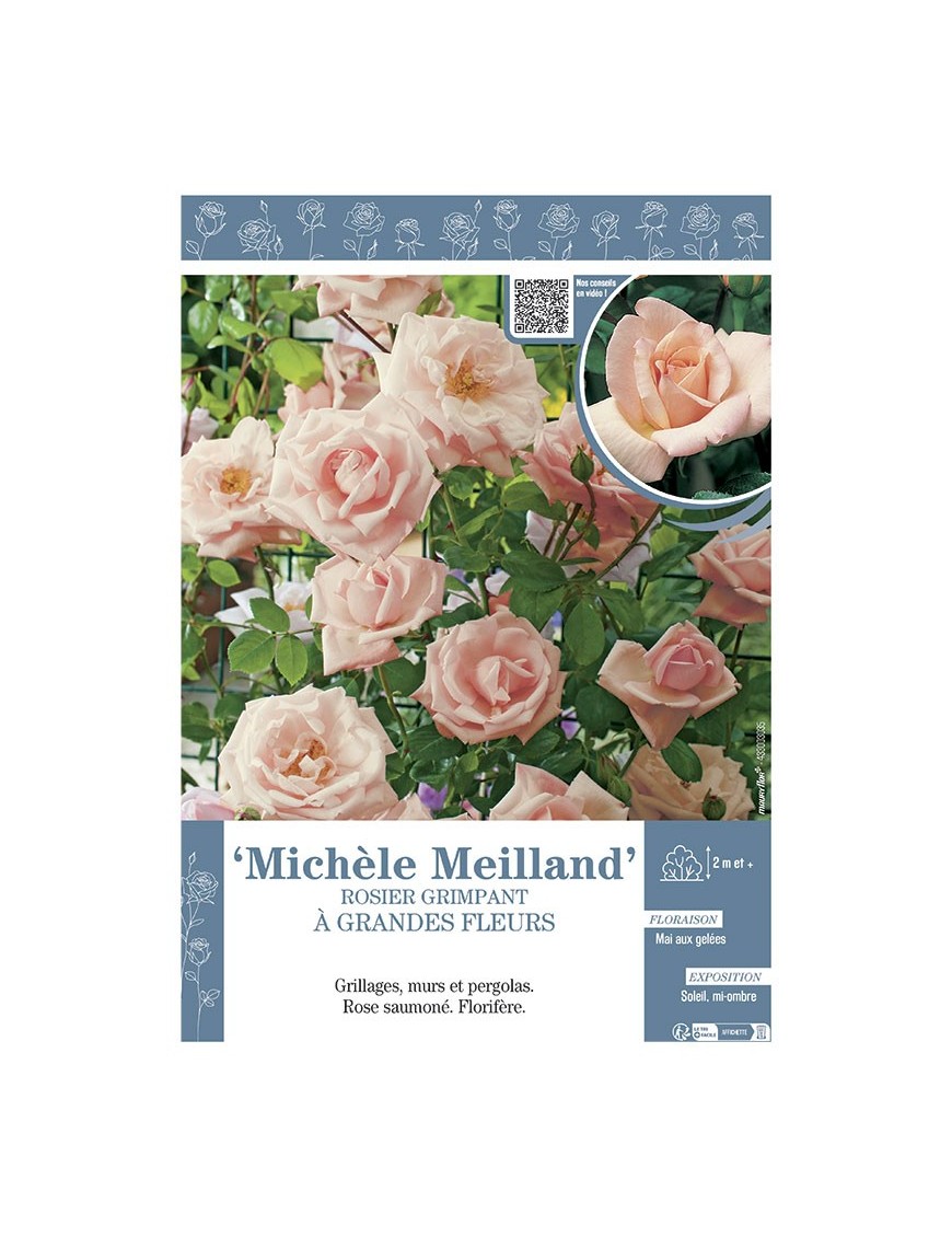 ROSIER GRIMPANT à GRANDES FLEURS MICHELE MEILLAND