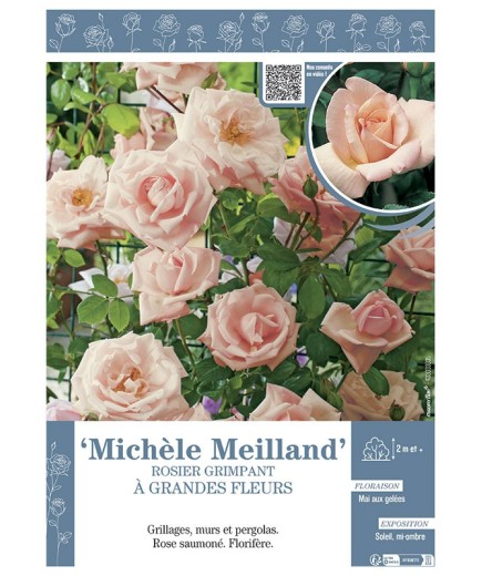 ROSIER GRIMPANT à GRANDES FLEURS MICHELE MEILLAND
