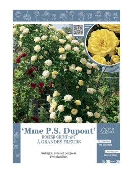 ROSIER GRIMPANT à GRANDES FLEURS MME PS DUPONT